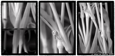 Carnation Stems