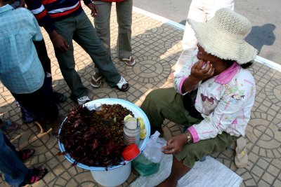 Bugs and fowl for sale!