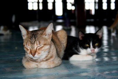 Two handsome cats in the Dancing Cats Monastery.