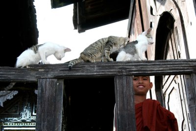 Three fine felines being admired by a monk.