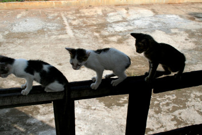 Three kittens lined up on a railing.