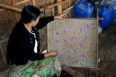 At the end of the process, the Shan paper is dried in the sun.  After about 15 minutes, the paper is ready to be used.