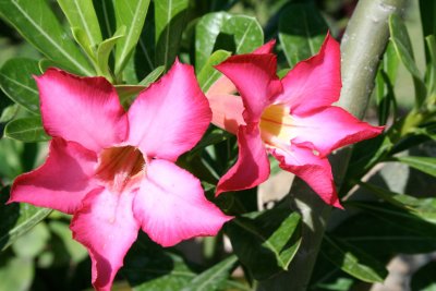 Tropical flower at the garden at the restaurant.