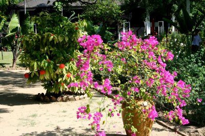 A flowering bouganvillia plant in the garden at the restaurant.