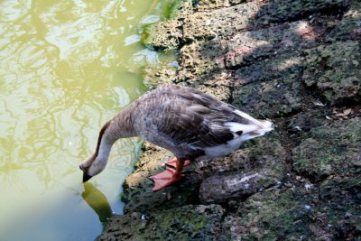 A thirsty goose was drinking out of the Royal Lake at the Kandawgyi Nature Park.