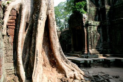 View of a tree overtaking a temple wall.  The trees, called Strangler Figs, have damaged much of the complex.