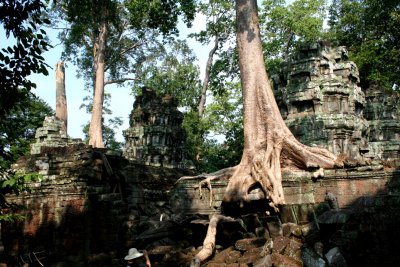 This tree is enveloping the temple wall like the tentacles of an octopus!