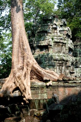 Close-up of the tree.