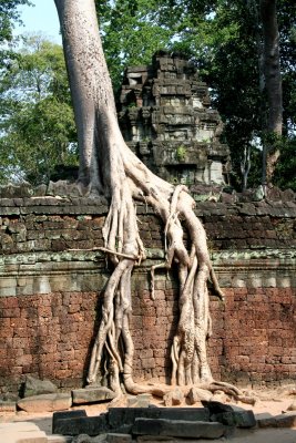 Another Strangler Fig wrapping around the temple.  It is an appropriate name since the tree is strangling it.
