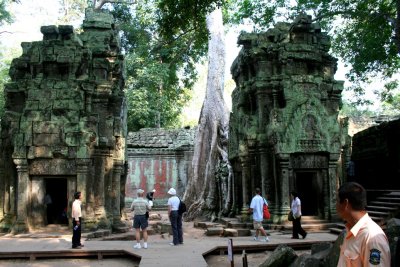 A huge tree at Ta Prohm Temple that must have taken many years to grow so big.