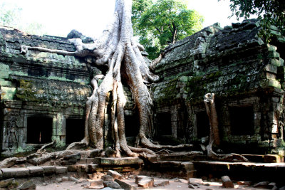 The roots of this tree look like candle wax dripping over the temple.