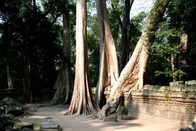 Three Strangler Fig trees looking fairly harmless, but which are the culprits in the destruction of Ta Prohm Temple.