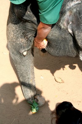 This elephant driver was feeding a pineapple to this elephant.
