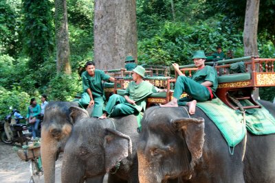 Elephant drivers with elephants for hire lined up in the Angkor Thom temple complex.
