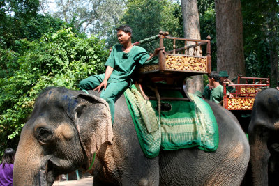 This was my elephant driver. He looked kind of bored.