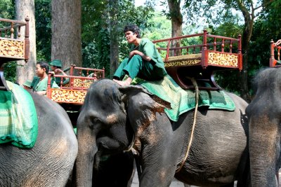 Another elephant driver with many elephants lined up.