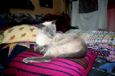 I stopped in a souvenir shop on Calle del Arco and met this handsome feline who was napping on some Guatemalan fabrics.