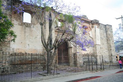Another ruin that I passed by in Antigua that had a purple flowering tree in the foreground.