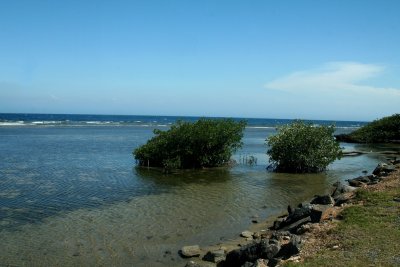 Another South Shore view with bushes growing in the water.