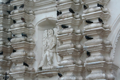 Pigeons have found the columns of the St. Michael's Cathedral to be a perfect place to perch!