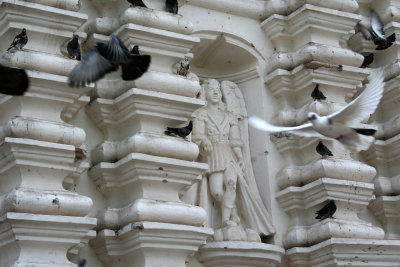 I captured this pigeon in flight when I got this close-up picture of St. Michael's Cathedral!