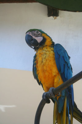 In addition to a collection of Spanish colonial art and beautiful flowers, Hotel Santo Tomás has exotic birds.