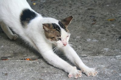 This feline Panamanian was also worthy of a photo as it had a good stretch in the sun!