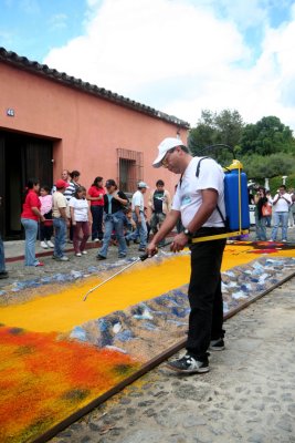 Water is sprayed on the sawdust carpets to keep them from being blown by the wind.