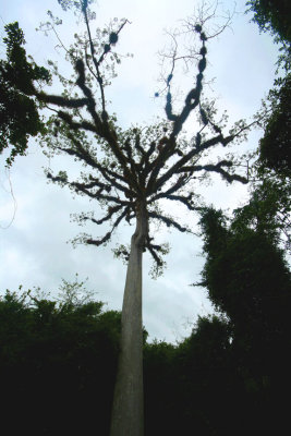 Top of the Ceiba tree which also has extensive and wide roots and which was declared Guatemala's National Forest Tree.