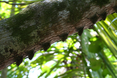 These are bats  hanging off of a tree in the rainforest.