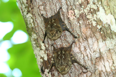 Close-up shot of the bats.