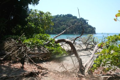 The rainforest trail went along the edge of the Manuel Antonio Beach.