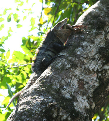 An iguana was eating another lizard.