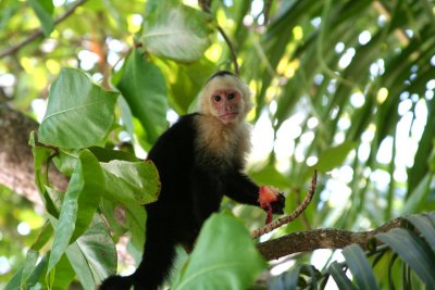 White faced monkeys are the most commonly seen monkey in Manuel Antonio National Park.
