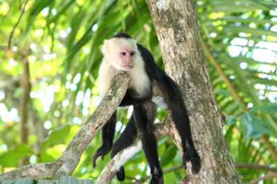 A handsome white faced monkey splayed out on a tree branch.