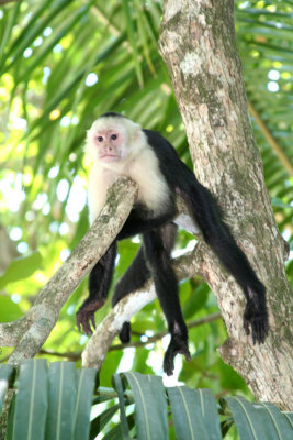 These monkeys live in the rainforests of Central and South America.