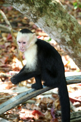 White faced monkeys are extremely intelligent.