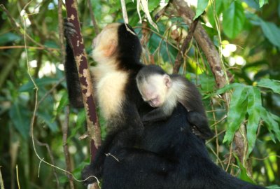 The mother white faced monkey carries her baby on her back.