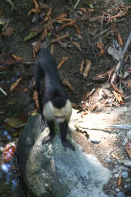 This is an older white faced monkey climbing on a rock.
