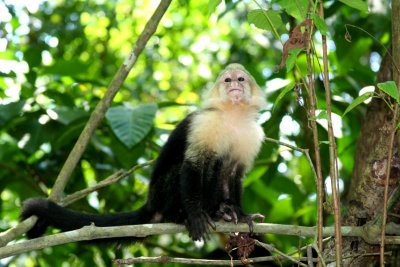 Here is another mature looking white faced monkey.