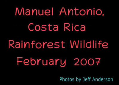 Manuel Antonio Costa Rica Rainforest Wildlife cover page.