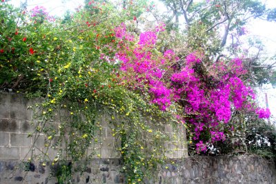 A beautiful purple buganvilia was growing on the wall alongside the road.