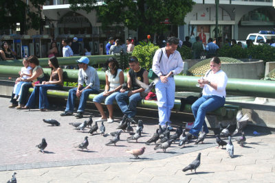 Like most major cities, the pigeons are ever-present in San Jos.