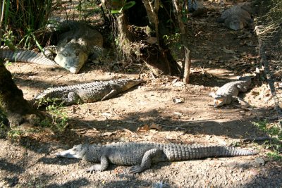 These caimans found in the zoo are of the crocodile family, but smaller.