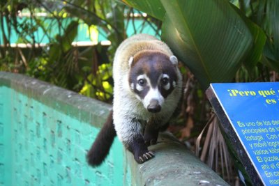 These pizotes are member of the raccoon family, and they inhabit the wooded rain forests of Central America.