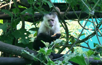 These white-faced capuchin monkeys found in the zoo are very intelligent and can be aggressive.