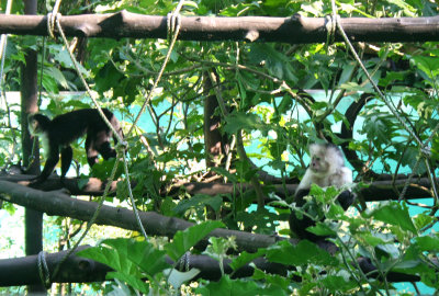 An exhibit of spider monkeys at the Fundazoo.