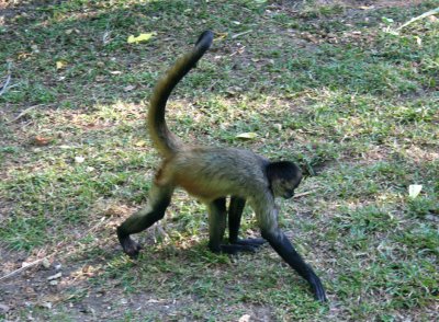 A spider monkey in motion.