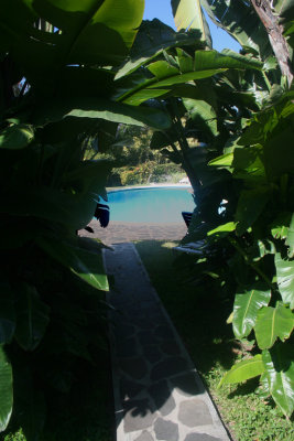 Pathway through some palms leading to the pool.
