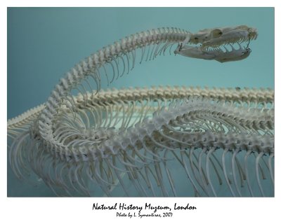 Snake skeleton...